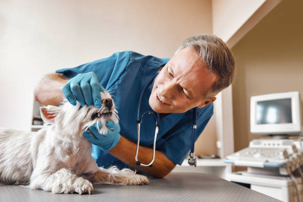 Best Emergency Gum Treatment in South Run, VA